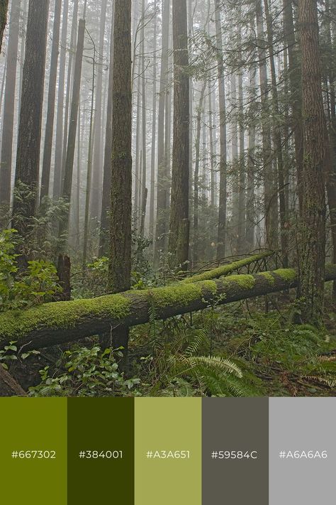 Misty Forest Color Palette, Forest Colour Pallet, Forest Color Palette, Prismacolor Art, Forest Color, Green Palette, Foggy Forest, Misty Forest, Fantasy Forest