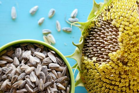 When and How to Harvest Sunflower Seeds for Eating Harvest Sunflower Seeds, Sunflower Seed Recipes, Sunflower Seed Bread, Harvesting Sunflower Seeds, Roasted Sunflower Seeds, Types Of Sunflowers, Dried Sunflowers, Outdoor Drying, Growing Sunflowers