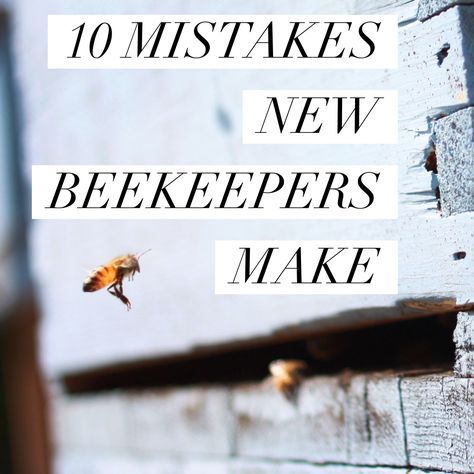 10 MISTAKES NEW BEEKEEPERS MAKE :http://beekeepinglikeagirl.com/10-mistakes-new-beekeepers-make/ Top Bar Hive, Bee Hive Plans, Backyard Bee, Beekeeping For Beginners, Raising Bees, Backyard Beekeeping, I Love Bees, Bee Farm, Bee Keeper