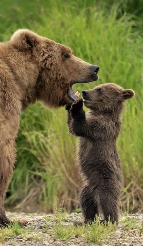 Brown Bears, Bear Photos, Bear Pictures, Bear Cubs, Cute Wild Animals, Grizzly Bear, Wildlife Animals, Sweet Animals, Animal Planet