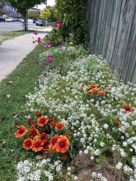 Perennial Border, Tree Base, Aromatic Plant, Brisbane City, Native Garden, The Nature, Front Garden, Modern Garden, Garden Paths