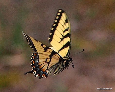 E. Tiger Swallowtail in flight Old World Swallowtail Tattoo, Yellow Swallowtail Butterfly, Eastern Tiger Swallowtail Butterfly, Butterfly In Flight, Tiger Butterfly, Butterflies In Flight, Tiger Swallowtail Butterfly, Butterfly Flying, Tiger Swallowtail