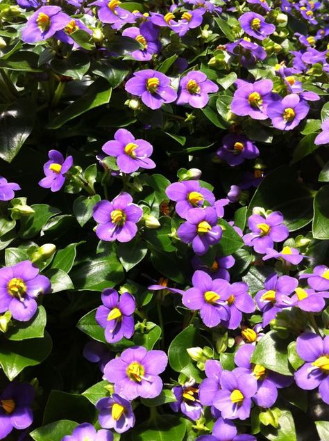 Exacum affine | | Online Flower Garden - Persian Violet, Cat Safe Plants, Plant Names, Biennial Plants, Potted Flowers, Cat Plants, Types Of Plants, Outdoor Plants, Hanging Baskets