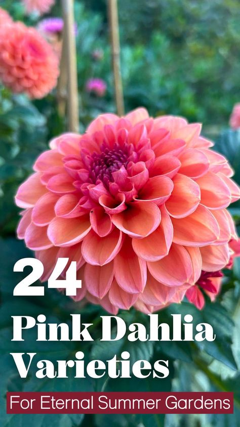 Explore a variety of pink dahlias that will captivate your garden from spring to fall. Click here to see my favorites! Dahlia Flower Garden, Dahlia Varieties, Pink Dahlias, Flower Farming, Growing Dahlias, Pink Dahlia, Herbaceous Border, Flower Gardening, Anemone Flower