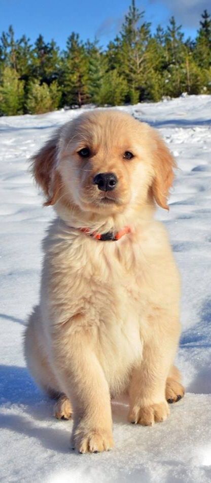 Puppy Hound Dogs, Golden Retriever Mix, Dog Puppies, Golden Boy, Bad Dog, Dog Cute, Golden Retriever Puppy, Retriever Puppy, Dogs Golden Retriever