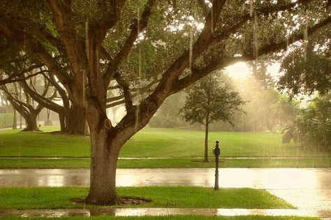 Mellow Vibes, April Rain, Rain Lights, Dark Summer, Rainy Day Aesthetic, I Love Rain, Summer Rain, Weather And Climate, Rain Photography