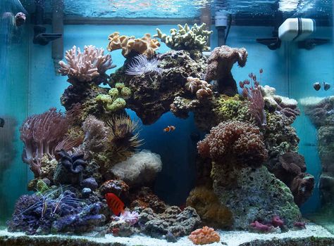 37 Gallon Oceanic Show Cube, 2x65w PC lighting, SCWD closed loop w/mag 750, Remora HOB skimmer, Aquaclear 500 converted to Refugium. No sump. Reef Aquascaping, Reef Tank Aquascaping, Free Animated Wallpaper, Nano Reef Tank, Marine Fish Tanks, Saltwater Aquarium Fish, Saltwater Fish Tanks, Marine Tank, Salt Water Fish