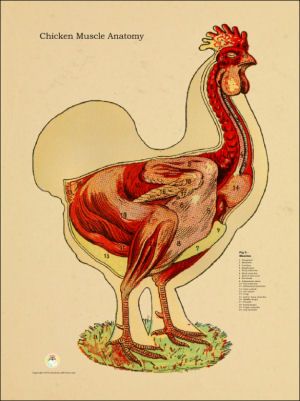 Click to view Chicken Anatomy, Muscular Anatomy, Bird Anatomy, Anatomy Chart, Anatomy Poster, Chicken Little, Body Horror, Animal Skeletons, Internal Organs