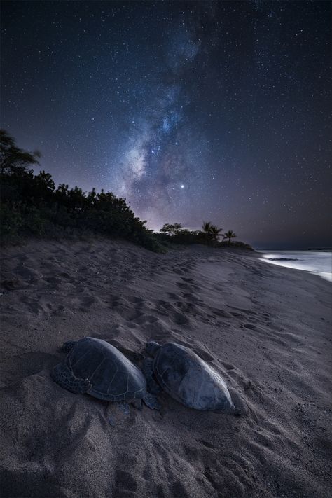 Moon Sea Night, Hawaii Night, Island Night, Crabs On The Beach, Hawaii Sea, Moon Sea, Jennifer Niven, Moon Beach, Relaxing Night