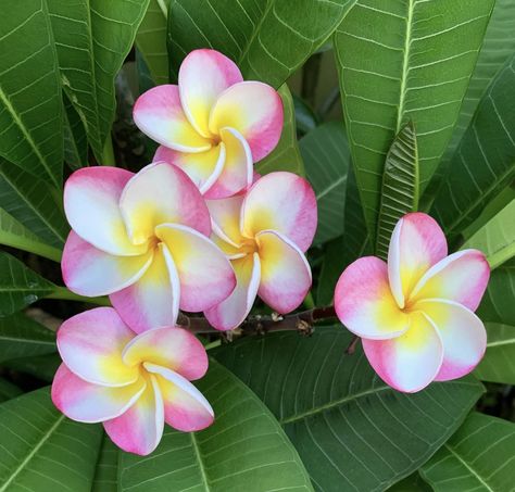 Peach Hawaiian Plumeria, Plumeria Aesthetic, Hawaiian Plumeria, Plumeria Flowers, Flower Collage, Flowers Bouquet Gift, Nothing But Flowers, Flower Names, Pretty Plants