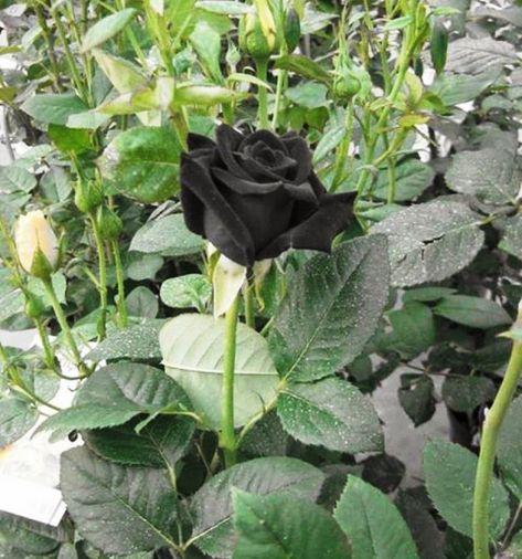 Halfeti rose Black Baccara, Roses Only, Black Rose Flower, Rose Belle, Rare Roses, Rose Seeds, Black Garden, Dark Flowers, Rose Bush