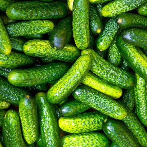 PRICES MAY VARY. Fast Growing and High Producing Always Non GMO and Carefully Sourced Start Your Journey Towards a Healthy, Plant-Based Living A Beautiful Addition to Your Home or Garden! Message Us For Anything, We Are More Than Happy To Help You Parisian Gherkin Cucumbers are an AAS Winner! These delightfully petite cucumbers can be picked at any stage of growth! Grow the perfect small, crisp black-spined pickle for snacking or enjoying fresh in salads and appetizers. These cute crisp-textured Cucumber Vegetable, Cucumber Canning, Cucumber Seeds, Seed Pack, Pickling Cucumbers, Garden Living, Tall Plants, Do Not Eat, Fast Growing