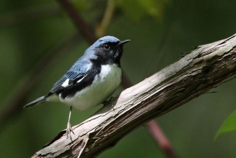 jenis jenis burung blackthroat Bird Guide, Stonechat, Blue Jay, Animals And Pets, Pennsylvania, Birds, Indonesia, Animals, Blue