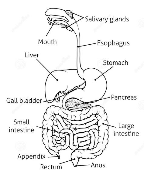 We provide you diagram of digestive system in easy way.Also simple digestive system diagram for better understanding. For learning digestive system easy way unlalabelled diagram of digestive system is also available. Digestive system diagram in simple way and easy to understand. Labelled diagram of digestive system as per exam point of view. Digestive System Drawing, Digestive System For Kids, Digestive System Diagram, Digestive System Worksheet, Digestive System Anatomy, Biology Diagrams, Science Diagrams, Brain Exercises, Heart Diagram