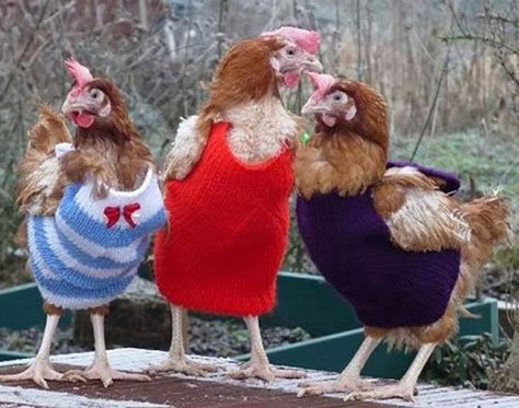 25 Random Funny Pics to Weird Up Your Day - Chicken Saddle, Chicken Sweater, Chicken Diy, Chickens Backyard, Animal Memes, Cat Memes, Hen, Farm Animals, Pet Birds