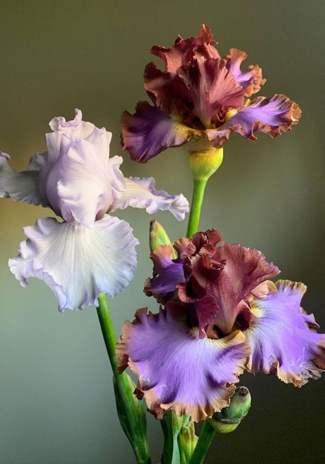 Plant Anatomy, Mom Painting, Iris Bouquet, Floral Reference, Japanese Iris, Newborn Art, Flowers And Food, Missouri Botanical Garden, Iris Garden