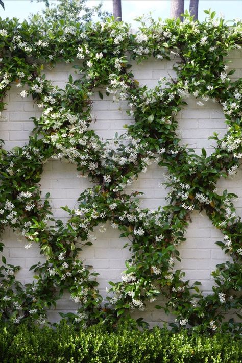 Trellis in a lattice pattern is beautiful outdoors and in! Read about our take on using Trellis in interior spaces  https://centeredbydesign.com/how-to-use-trellis-for-interior-design/ Jasmine Plant, Fence Landscaping, Home Landscaping, French Garden, White Gardens, Garden Trellis, Garden Fence, Back Garden, Front Garden