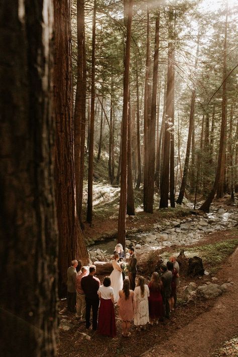 Forest Wedding Ceremony, Diy Wedding Ideas, Small Weddings, Intimate Wedding Ceremony, Small Intimate Wedding, Wedding Photos Poses, Woodland Wedding, Forest Wedding, Elopement Inspiration