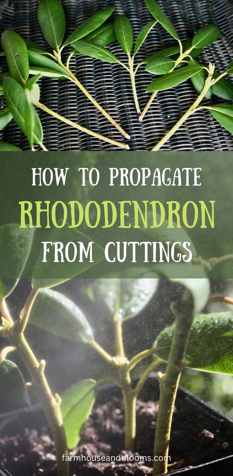 two pictures rhododendron cuttings Using Rocks In The Garden, Root Propagation, Rhododendron Garden Ideas, How To Propagate Plants, Planting Rhododendron, Easy Plants To Propagate, Rhododendron Garden, How To Propagate Rhododendron, Propagating Rhododendrons