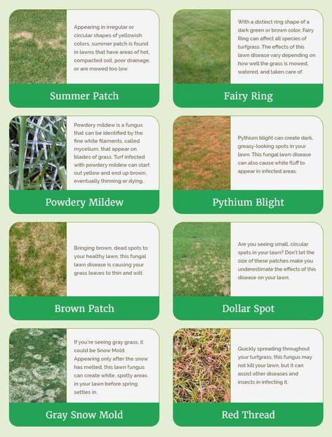 Different Types Of Grass Lawn, Lawn Weeds Identification, Types Of Grass For Lawn, Lawn Grass Types, Plants Journal, Mowing Business, Summer Lawn Care, Different Types Of Grass, Lawn Leveling