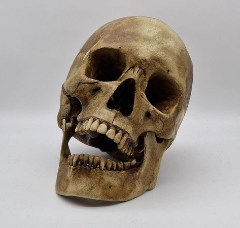 Skull Reference Photo, Skull Reference, Resin Skull, Jaw Bone, Bone Color, Human Skull, Anatomy Reference, Art Objects, Reference Photos