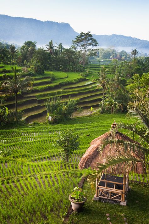 Voyage Bali, Bali Lombok, Rice Field, Rice Fields, Bali Island, Rice Terraces, Nature Scenery, Halong Bay, Peaceful Life