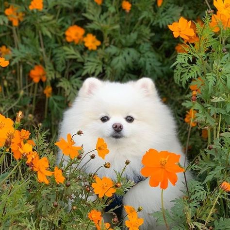 Cute Puppy Photos, Things For Home, Cute Fluffy Dogs, Cute Dog Wallpaper, Gonna Love You, Cute Pomeranian, Cute Puppy Pictures, Lab Dogs, Cute Puppy Videos