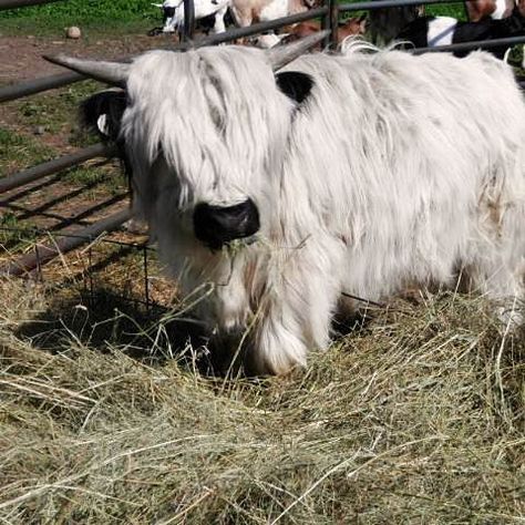 "Where are the auditions for The Lord of the Rings?" Cesar when he was just 16 months old.  #babyanimals#cutecows#cows#furrbaby#cute#babycow#babyanimals#highlandcows#minicows#petcow #adorabull Miniature Highland Cow, Hyland Cows, Miniature Cattle, Miniature Cows, Highland Coo, Mini Cows, Baby Farm Animals, Scottish Highland Cow