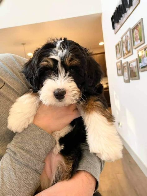 Bernedoodle Miniature Full Grown, Micro Bernedoodle, Toy Bernedoodle, Bernadoodle Mini, Berne Doodle, Bernedoodle Mini, Bernadoodle Puppy, Bernedoodle Puppies, Havanese Dog