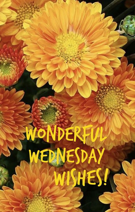 Wednesday Morning Greetings, Wednesday Hump Day, Wednesday Greetings, Wednesday Wishes, Wisdom Wednesday, Wednesday Blessings, Positive Morning Quotes, Positive Morning, Good Morning My Friend