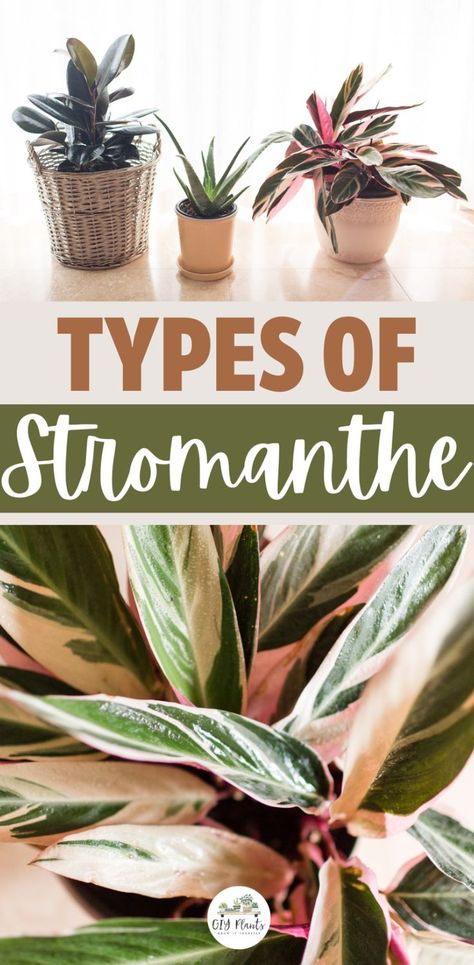 Types of Stromanthe Stromanthe Sanguinea, Stromanthe Triostar, Family Prayer, Prayer Plant, Prayer For Family, Name Change, The Pink, Beautiful Gardens, Green Leaves