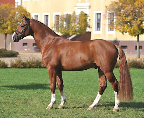 Chap I | Oldenburger | Fuchs | *2004 | 1,71 | Springpferd | Cellestial x Contender x Ansas | Oldenburg Horse, Warmblood Horses, Pony Breeds, Quarter Horses, Dressage Horses, Chestnut Horse, Oldenburg, Horse Drawings, Sport Horse