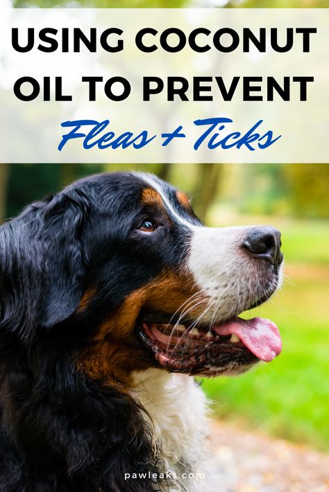 Keeping your dog healthy and happy at all times should be a priority. But when the days get warmer and brighter during spring and summer, ticks and fleas start to lurk around every corner. These bugs carry fatal diseases like Lyme disease or FAD. Animals are hypersensitive to chemical products and they can cause diarrhea, vomiting, irritations or even seizures. So what is the best way to get rid of fleas and ticks in a natural and safe way? #ticks #fleas #coconutoil Natural Flea And Tick For Dogs, Natural Flea And Tick Prevention For Dogs, Ticks On Dogs Get Rid Of, Natural Flea Bath For Dogs, Best Way To Get Rid Of Fleas On Dogs, Diy Dog Shampoo For Fleas And Ticks, Natural Flee Repelent Dogs, Getting Rid Of Fleas On Dogs, Diy Dog Flea And Tick Repellent