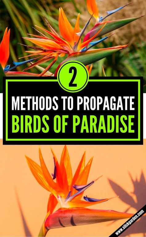 Propagating Bird Of Paradise Plant, Bird Of Paradise Plant Care Outdoor, How To Propagate Bird Of Paradise Plant, Repotting Bird Of Paradise Plant, Propagate Bird Of Paradise, Balcony Jungle, Bird Of Paradise Plant Indoor, Bird Of Paradise Plant Care, Propagation Diy