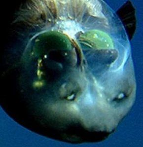 Macropinna microstoma, also known as the Barreleye fish, has a fluid-filled transparent dome on its head through which the lenses of its barrel shaped eyes can be clearly seen Barrel Eye Fish, Barreleye Fish, Undersea Creatures, Creature Creation, Strange Animals, Fishing Clothing, Fish Head, Beneath The Sea, Fishing Photography