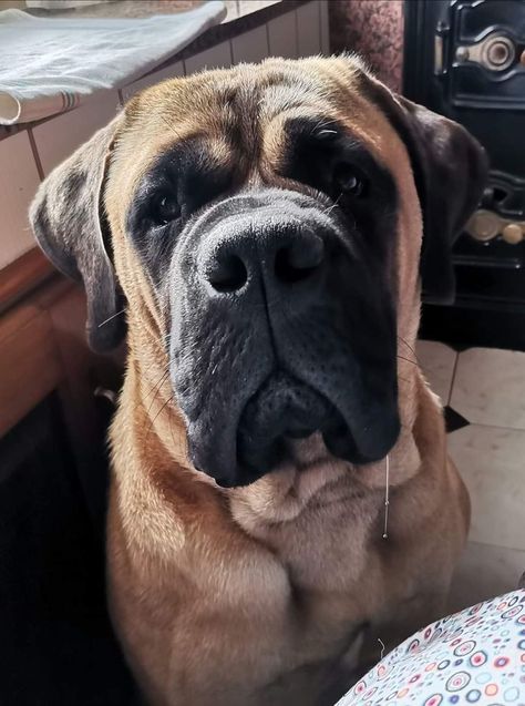 Bull Mastiff Dogs, Bull Mastiff Puppies, Tibetan Mastiff Dog, English Mastiff Dog, English Mastiff Puppies, Mastiff Breeds, Mastiff Puppies, Mastiff Dogs, Dream Dog