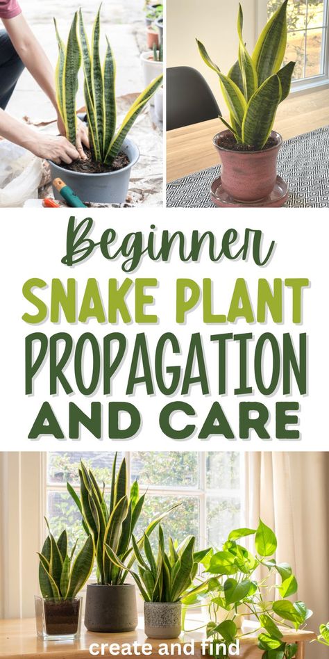 Snake plant propagation and care. Snake Plant Problems, Inside House Plants, Snake Plant Propagation, Snake Plant Care, Porch Plants, Plant Games, Plant Care Houseplant, Plant Propagation, Plant Problems