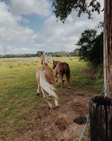 Owning Land Aesthetic, Cameron Core, Homesteading Aesthetic, Homestead Aesthetic, Sarah Stone, Ag Photography, Farm Aesthetic, Horses Western, Sustainable Farm