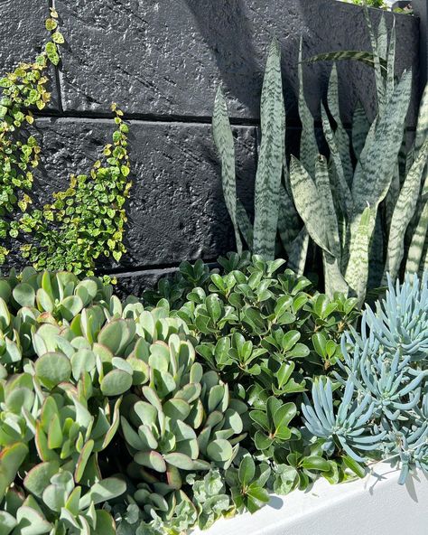 Planter inspo 🙌🏼 Creepingfig~Bluebird~Orientalpearl~ Chalkstick~Sanseveiria 😍🌿 . . . . Design- @bonniestaceylandscapes Install-… | Instagram Rocks In Garden Landscaping, Pool Landscaping Rocks, Agave Garden Design, Succulent Arrangements Outdoor, Landscaping Layout Design, Outdoor Planters Ideas, Succulents Landscaping, Pool Plants, Coastal Landscaping