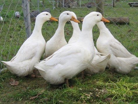 Typical Grimaud Hybrid Pekins Geese Breeds, Brahma Chicken, Pekin Duck, Backyard Ducks, Duck Breeds, Raising Ducks, Backyard Poultry, Garden Animals, Poultry Farm