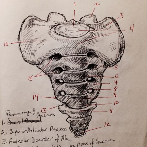 Anterior sacrum Sacrum Anatomy, Biology Projects, Human Anatomy And Physiology, Anatomy Drawing, Anatomy And Physiology, Anatomy Art, Human Anatomy, Pencil Drawing, Art Drawings Sketches