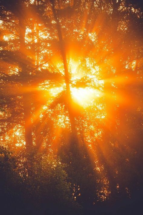 Golden Rays Of Sunshine, Golden Orange Aesthetic, Gamboge Color Aesthetic, Bright Sun Aesthetic, Sun Asethic, Gamboge Aesthetic, Sun Aethstetic, Sunbeams Aesthetic, Ray Of Sunshine Aesthetic