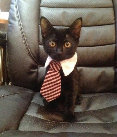 Cuteeees Business Cat, Koci Humor, A Black Cat, Payday Loans, Funny Cat Memes, Cat Costumes, Grumpy Cat, Cats Meow, Loans