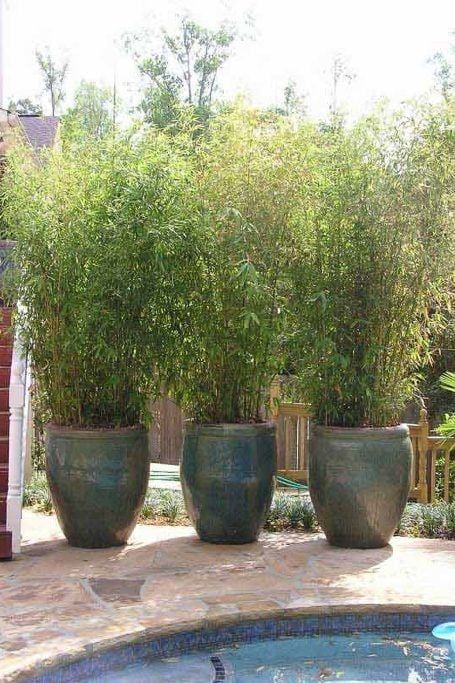 Privacy Potted Plants, Pots On Patio Ideas, Courtyard Privacy Ideas, Patio Privacy Ideas Plants, Deck Privacy Plants, Tall Potted Plants For Privacy, Palm Tree In Pot Outdoors, Patio Privacy Planter Ideas, Outdoor Artificial Plants Patio Ideas