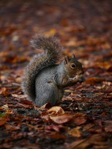 https://unsplash.com/photos/a-squirrel-is-sitting-on-the-ground-in-the-leaves--Iu3iTp3jzY?utm_source=unsplash&utm_campaign=unsplash-ios&utm_medium=referral&utm_content=view-photo-on-unsplash Squirrel Photography, Animal Photography Wildlife, Photography Wildlife, View Photo, Reference Photos, Squirrels, Wildlife Photography, Animal Photography, View Photos