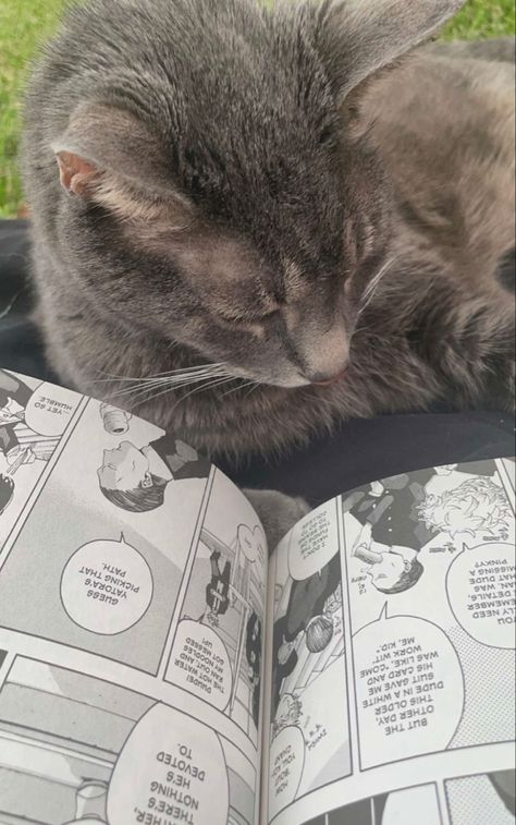 Cat Reading Manga, Reading Manga Aesthetic, Cats Reading, Reading Manga, Manga Aesthetic, Cat Reading, Manga Couples, Silly Cats, Cat Illustration