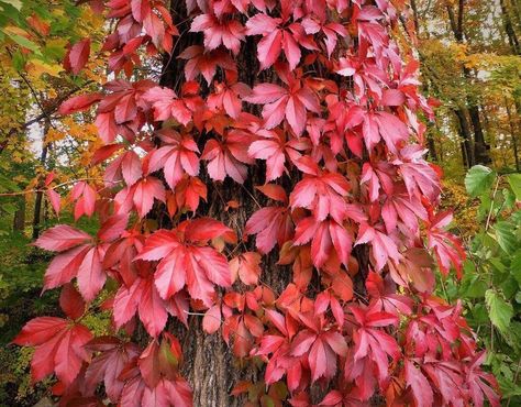 Virginia Creeper Vine, Parthenocissus Quinquefolia, Virginia Creeper, Fast Growing Plants, Low Maintenance Plants, Ornamental Plants, Plant Roots, Climbing Plants, Plant Nursery