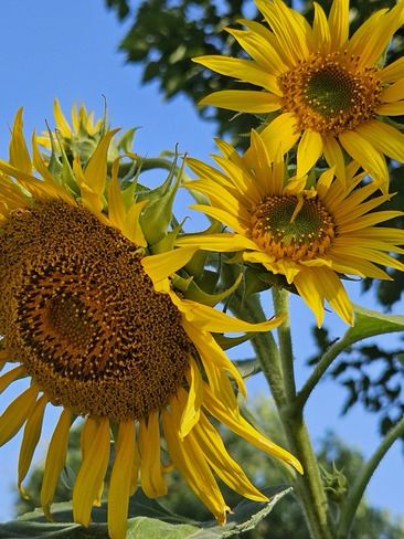 Sunflower🌻

Sunshine & Happiness🌞

https://www.theweathernetwork.com/photos/gallery/popular Wild Sunflower, Phone Backgrounds, Pretty Flowers, Sunflower, Flowers