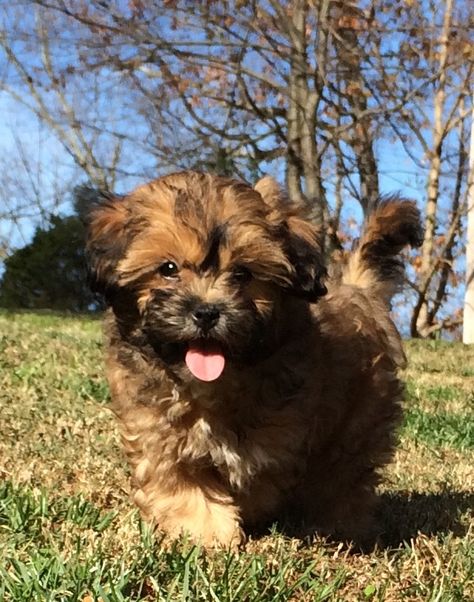 Can't decide between the Shichons or the Shih-poos!!!! Puppies That Dont Shed, Shitzu Poodle Mix, Shipoo Puppies, Shitzu Poodle, Shih Tzu Poodle Mix, Bear Dog Breed, Shih Poo Puppies, Poodle Mix Breeds, Poodle Mix Puppies