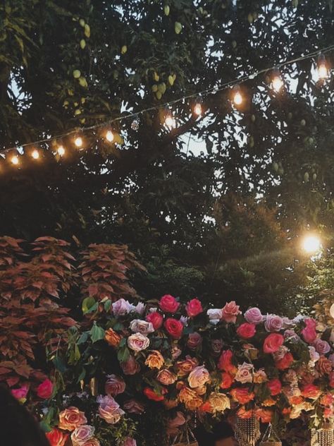 Pretty fairy lights with roses and flowers aesthetic pictures with flowers and sunlight vintage edits Pictures With Flowers, Vintage Edits, Aesthetic Lights, Pretty Fairy, Rose Fairy, 2024 Ideas, Aesthetic Light, Fairy Aesthetic, Flowers Aesthetic